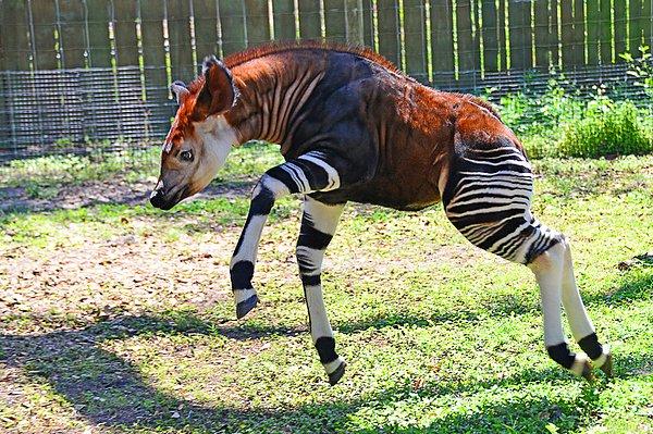 2. Zürafagiller familyasından bir tür olan, Okapi.
