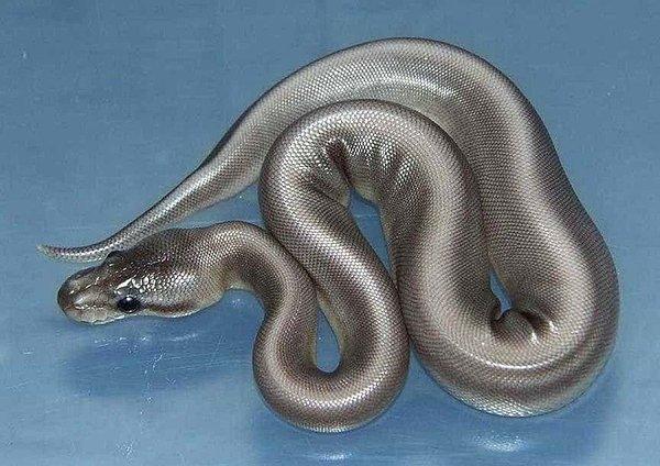 10. Gümüş bir yılan.