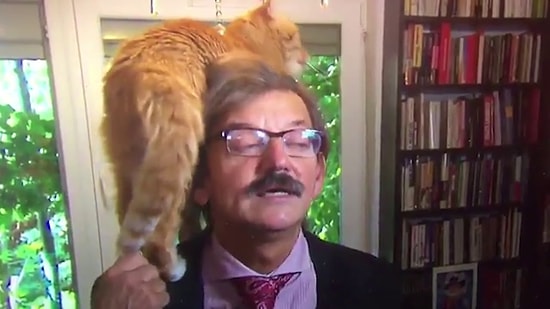 Кошка решила напомнить о себе, когда польский профессор давал серьезное интервью журналистам