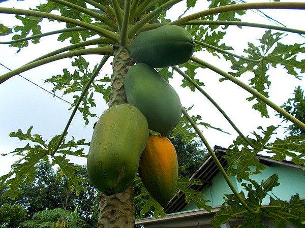 12. Papayalar, bir ağaçta muz gibi kümeler şeklinde büyürler.