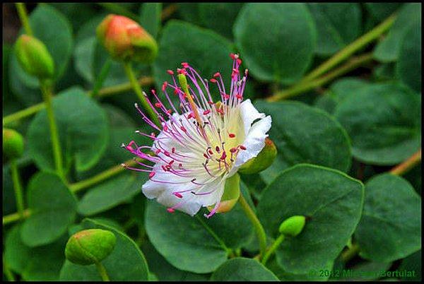 14. Kapari, bu bitkinin çiçeğinin salamura edilmesi ile oluşur.