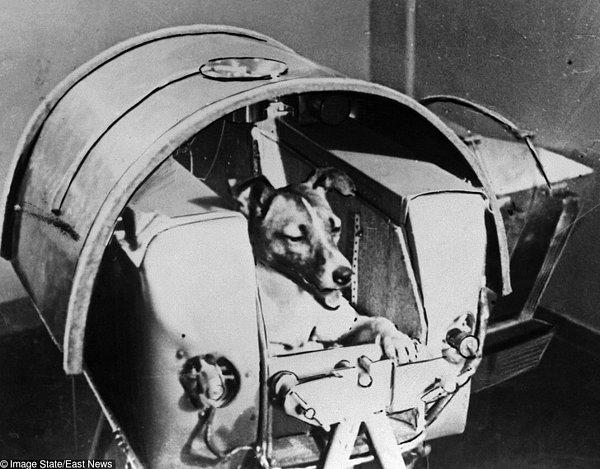 40. Laika, bir Rus kozmonot köpeği uzaydaki ilk hayvandı. - 1957
