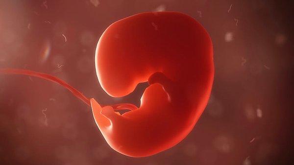 4. haftada bebeğin organları gelişmeye ve işlev görmeye başlıyor.