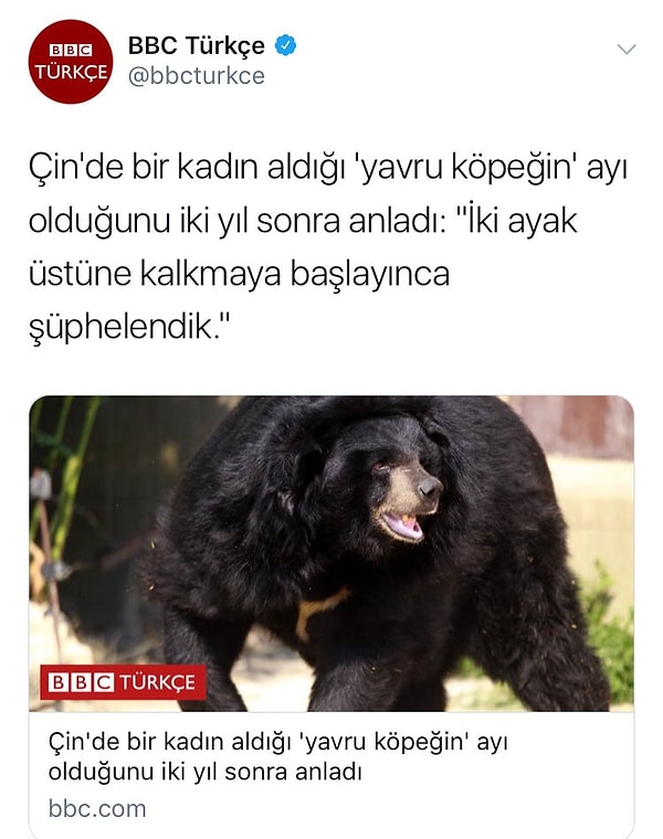 4. Kaba tabirle 'ayı' olduğunu anlayamadığımız erkeklere bir ömür harcarız. 😂