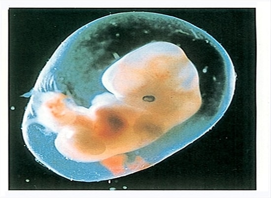 Hamilelikte 5. Hafta: Plasenta ve Göbek Bağı Görevini Yerine Getirmeye Başlıyor!