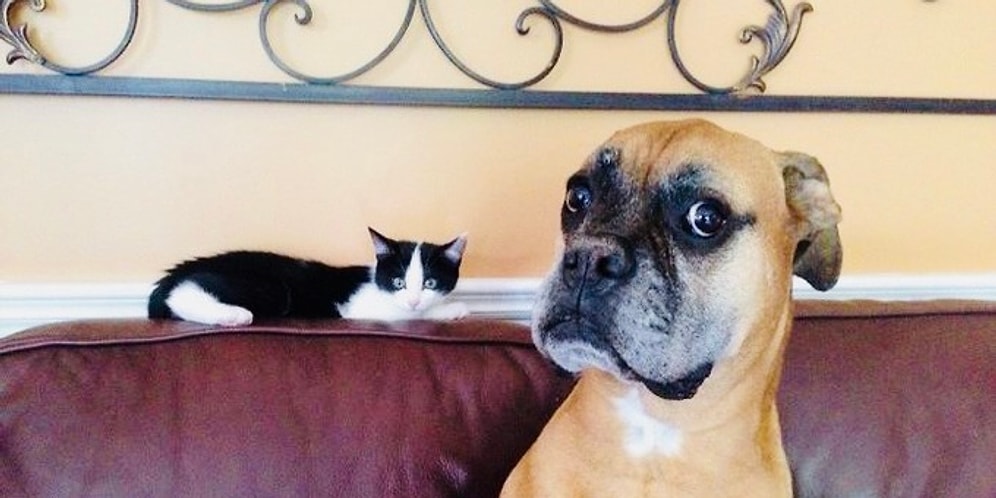 Жизнь скучна и однообразна? Возьмите себе боксера!