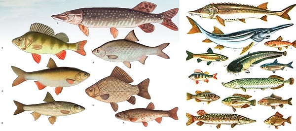 10. Какого органа нет у хрящевых рыб?