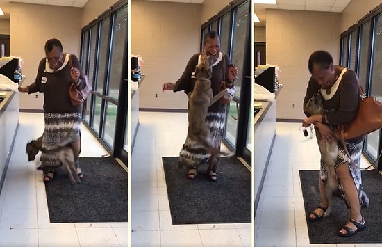 Kaybolduktan 2 Hafta Sonra Bulunan Köpeğin İnsan Dostu ile Karşılaşınca Yaşadığı Büyük Sevinç