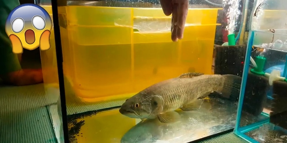 Akvaryumdaki Kurt Balığına Elini Uzatınca Ne Olacağını Merak Eden Gencin Hazin Sonu