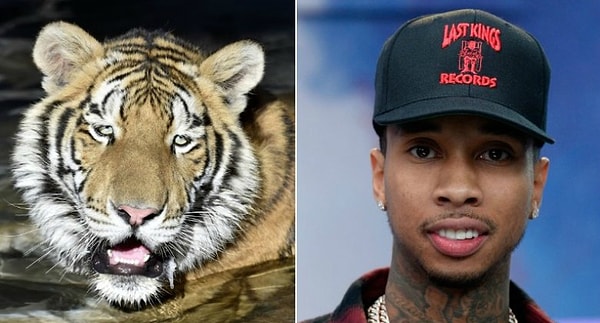 7. Тайга и тигр