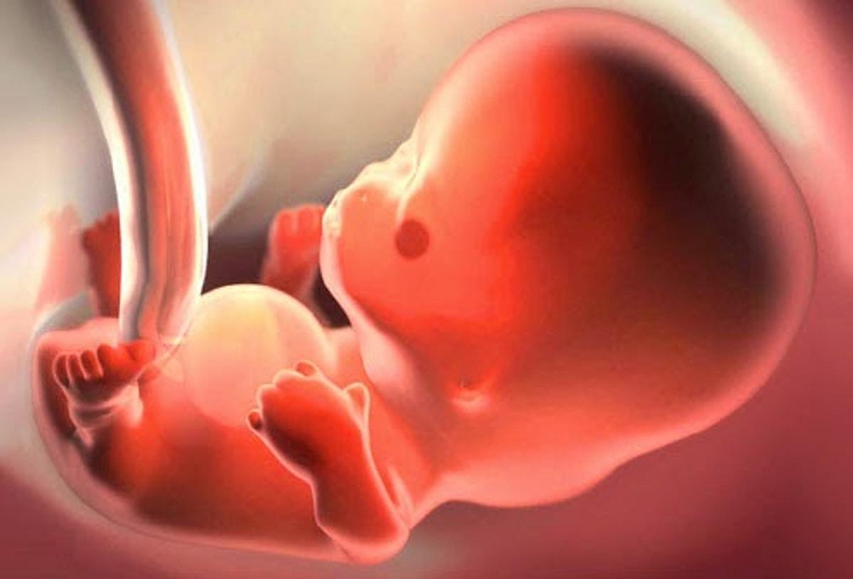8 недель нет сердцебиения. 8 Недель беременности фото. Сердце зародыша на восьмой недели. Сердце эмбриона на 8 неделе беременности.