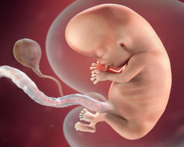 Bebeğinizin organlarının gelişimi, 10. haftadan itibaren oluşumunu tamamlamış olarak kabul görür.