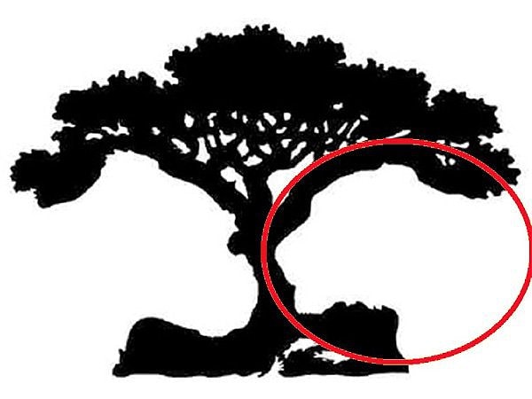 3. Если вы увидели льва