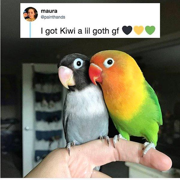Kiwi hayatının aşkını bulmak için uzun süre beklemiş olsa da sonunda buldu!