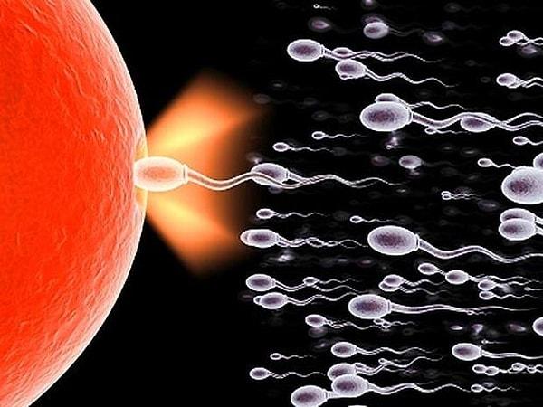 1. Erkekler her saniye binlerce sperm üretmektedir.