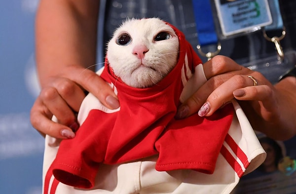 7. Кот-оракул Ахилл, гроза мышей петербургского Эрмитажа, облачается в футбольную форму после попытки предсказать исход первого матча Чемпината мира между Россией и Саудовской Аравией.