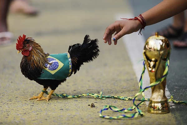 14. Домашний петух Тите, названный так в честь бразильского футбольного тренера, в Рио-де-Жанейро 6 июля перед началом четвертьфинала Бразилия - Бельгия.