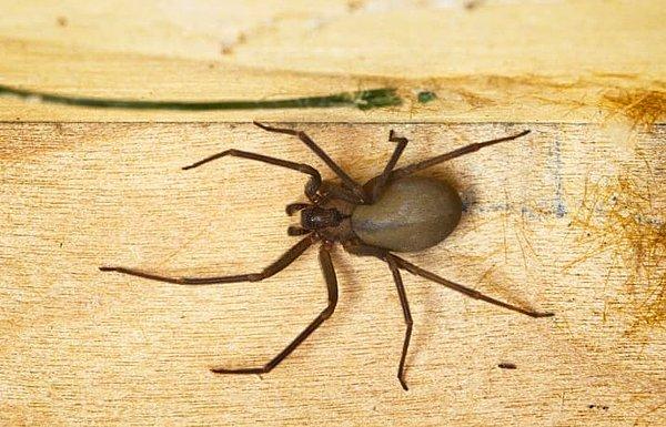 Kahverengi keşiş örümcekleri Amerika'nın batısında ve güneyinde bulunuyor. İnsanlara zarar verebilecek kadar da zehirliler.