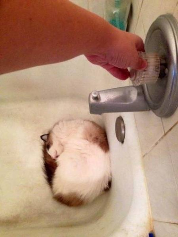 6. Водой на спящего котейку? Сердца у тебя нет! Надеюсь, это просто постановка