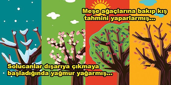 Soğandan Kozalaklara Hava Tahmini İçin Eski İnsanların Doğayı Nasıl Okuduklarını Biliyor muydun?