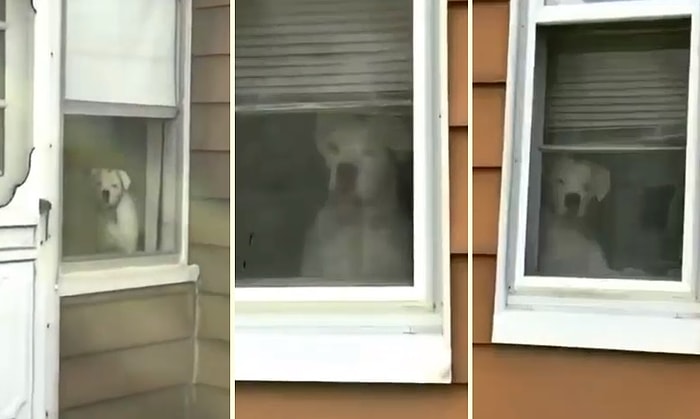 Evin Bahçesine Giren Kişiye Gerilim Dolu Dakikalar Yaşatan Köpek