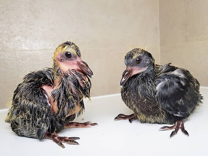 İnsanlar Tarafından Kötü Davranılan Bakıma Muhtaç Kuşlara Sahip Çıkan Mükemmel İnsan!