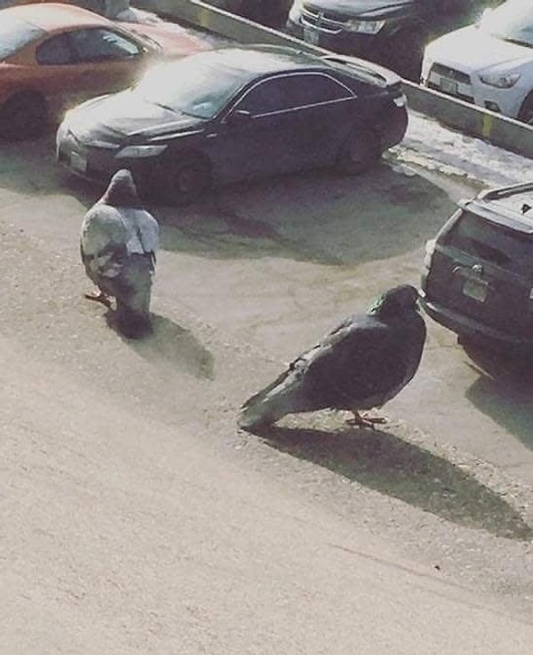 8. Голуби будто бы ищут, где они припарковали свои тачки 🤣