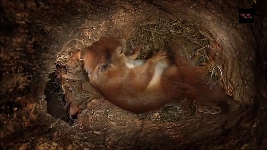 Annelik Ne Kadar Kutsal: Anne Sincabın Yavrularını Dünyaya Getirdiği Muhteşem Anlar