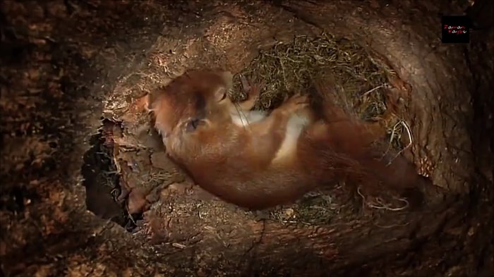 Annelik Ne Kadar Kutsal: Anne Sincabın Yavrularını Dünyaya Getirdiği Muhteşem Anlar