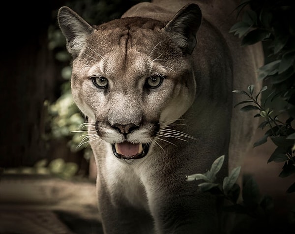 5. Мужественно ревущие кошки: