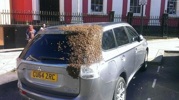 7. Bir defasında 20 bin arılık bir sürü bir otomobili iki gün boyunca takip etti, çünkü kraliçe arı arabanın içindeydi.