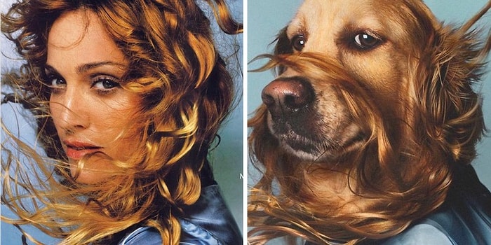 Французский фотограф воссоздает культовые образы Мадонны с участием своего лабрадора, и иногда собака выглядит круче, чем оригинал!