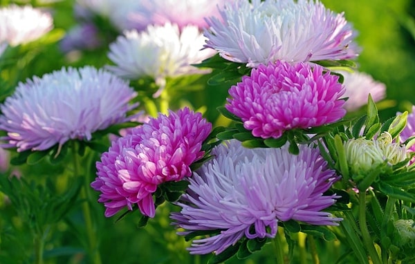 8. Частый гость на любом 1 сентября - это...