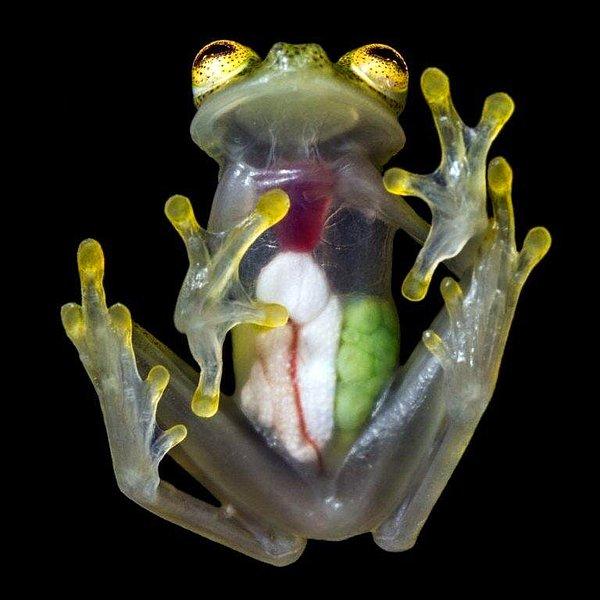10. Tüm organları rahatça görülebilen bir 'cam kurbağası'.