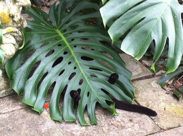 5. Оазисом...