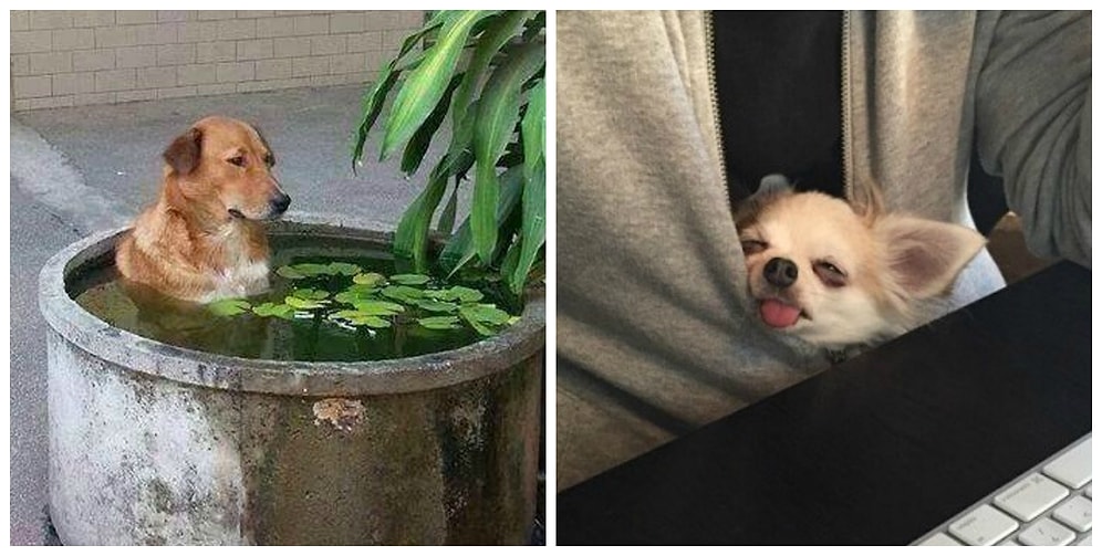 Забавные фотографии о том, как сильно братья наши меньшие утомились от жары 🐶