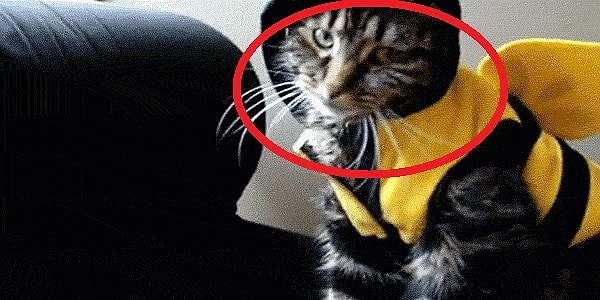 3. Упадет ли этот котик в сторону камеры?