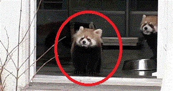 9. Этот енотик - само спокойствие