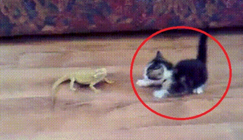 Тест на сверхспособность: Сможете ли вы предугадать, что случится в следующую секунду?