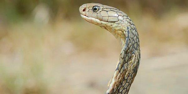 Amerika Birleşik Devletleri’nde yaşayan çoğu insan için zehirli yılanlar günlük hayatta endişe edilebilecek şeylerin listesinde en alt seviyelerde.