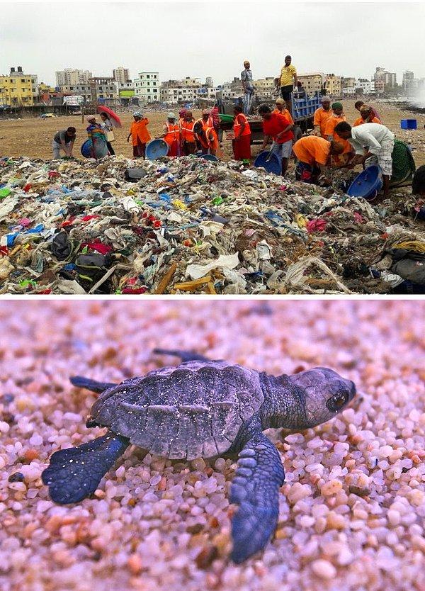 1. Hindistan'daki kaplumbağalar 20 yıl sonra tertemiz bir sahile döndüler.