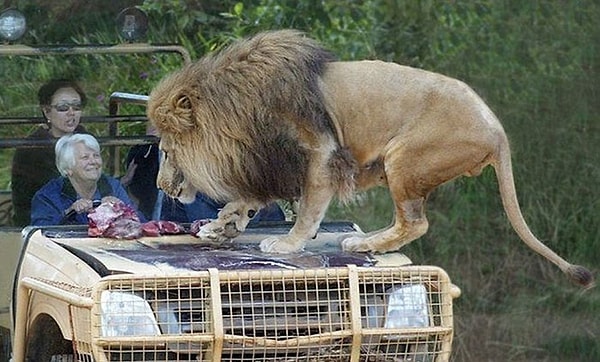 15. Вы посмотрите на лицо этой пожилой женщины! Она еще и улыбается! Вау! 👏