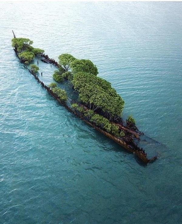 8. Avustralya'daki bu terk edilmiş gemi, doğa tarafından ele geçirilmiş!