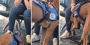 Panik Atak Durumlarında İnsan Dostuna Yardımcı Olması İçin Eğitilen Köpek