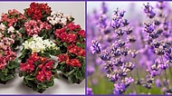 Yazın Açan Hangi Çiçek Senin Ruhunu Yansıtıyor?