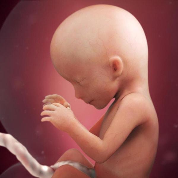 Bebeğinizin organları ultrasonda oldukça net bir şekilde görünebilecek.