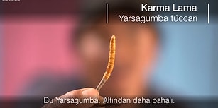 Himalaya Viagrası: Dünyanın Tıbbi Amaçlı Kullanılan En Pahalı Mantarı