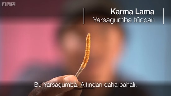 Himalaya Viagrası: Dünyanın Tıbbi Amaçlı Kullanılan En Pahalı Mantarı