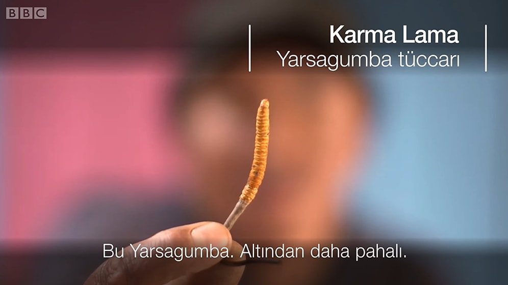 Himalaya Viagrası: Dünyanın Tıbbi Amaçlı Kullanılan En Pahalı Mantarı