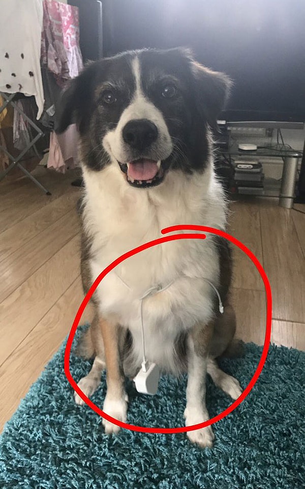 3. "Попросил маму принести зарядник со второго этажа. Она сказала: "Позови собаку''